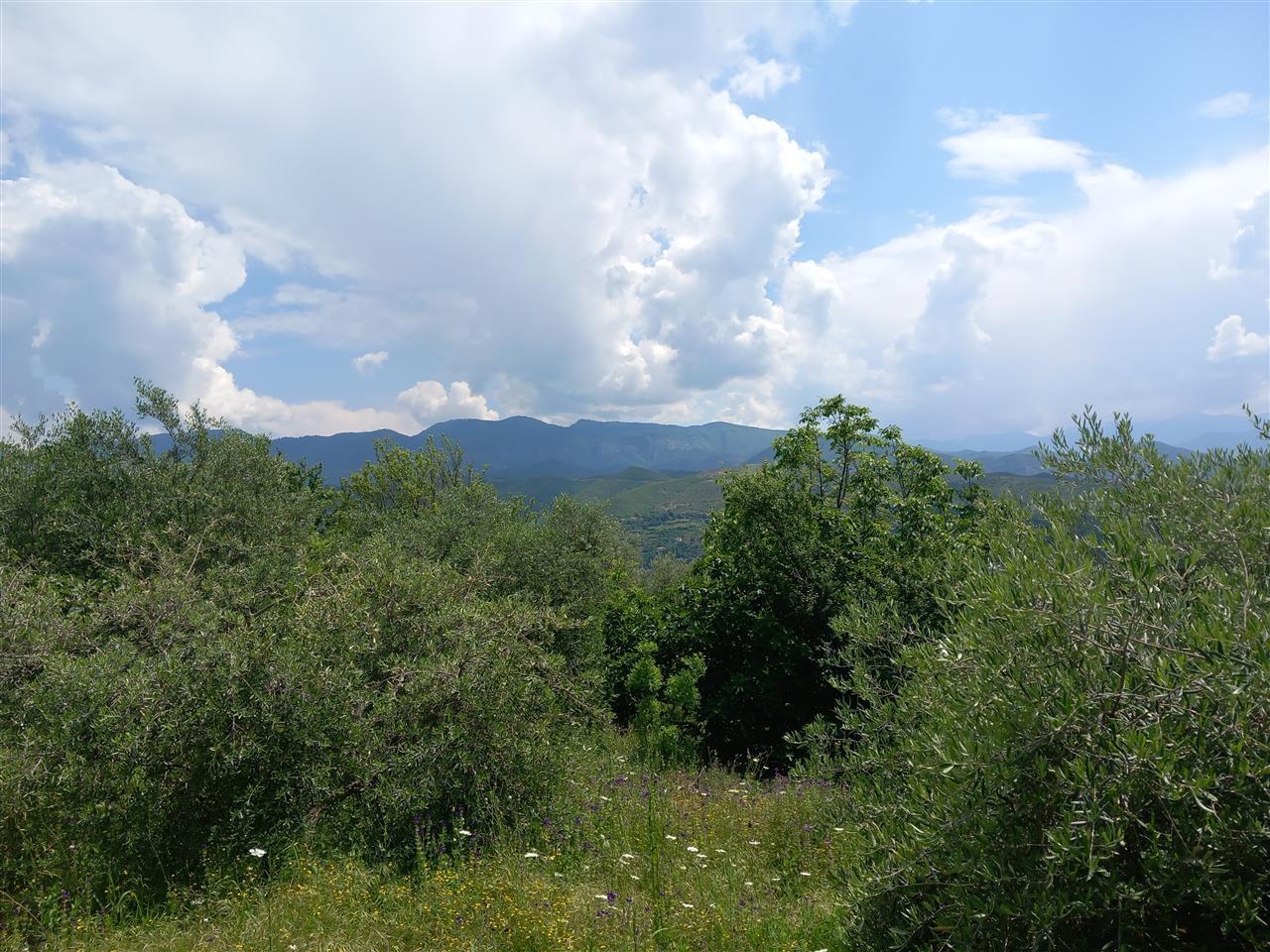 Tirane
