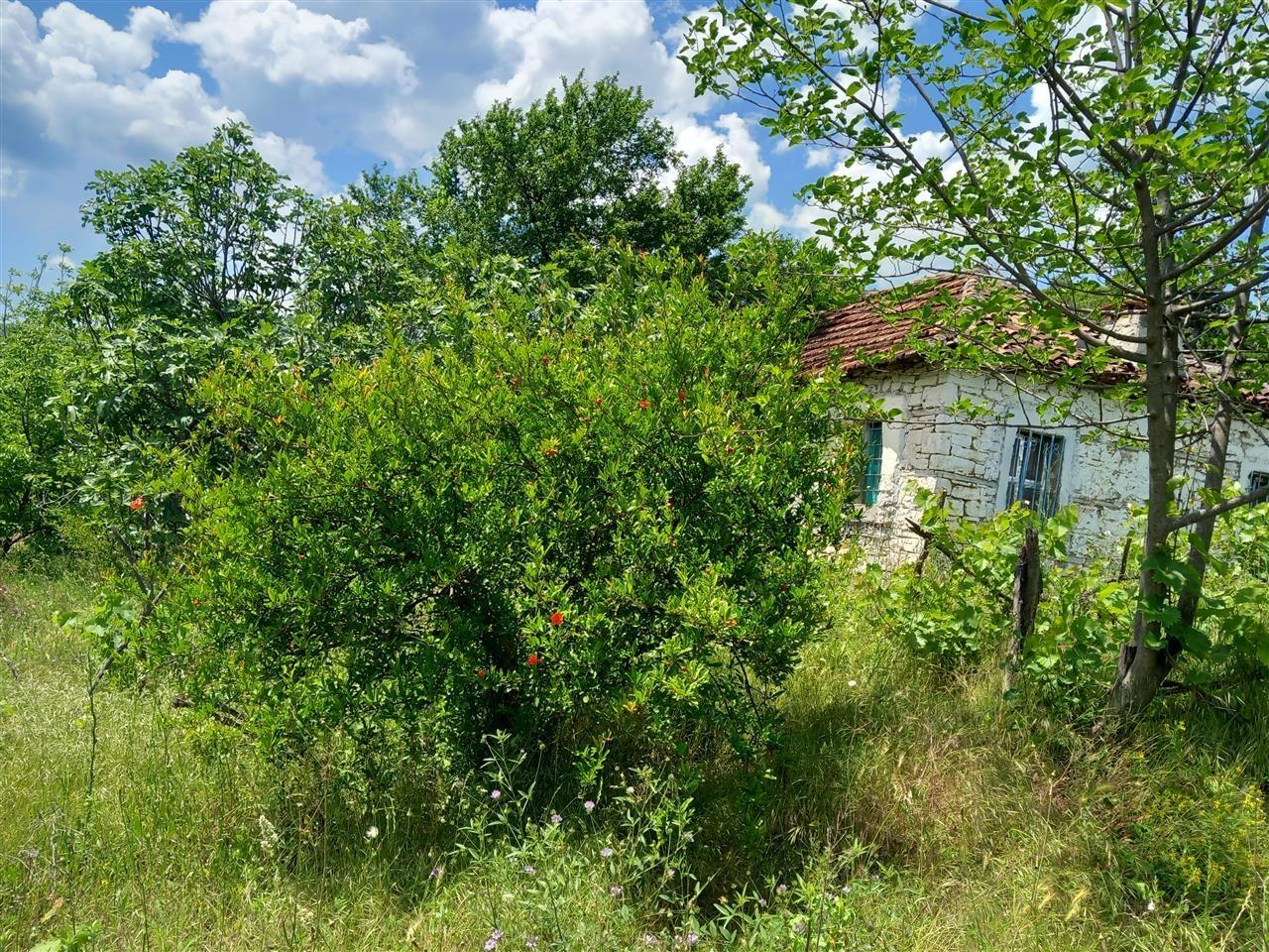 Tirane